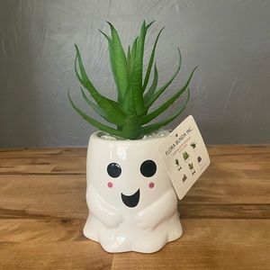 Halloween Ghost Plant Succulent